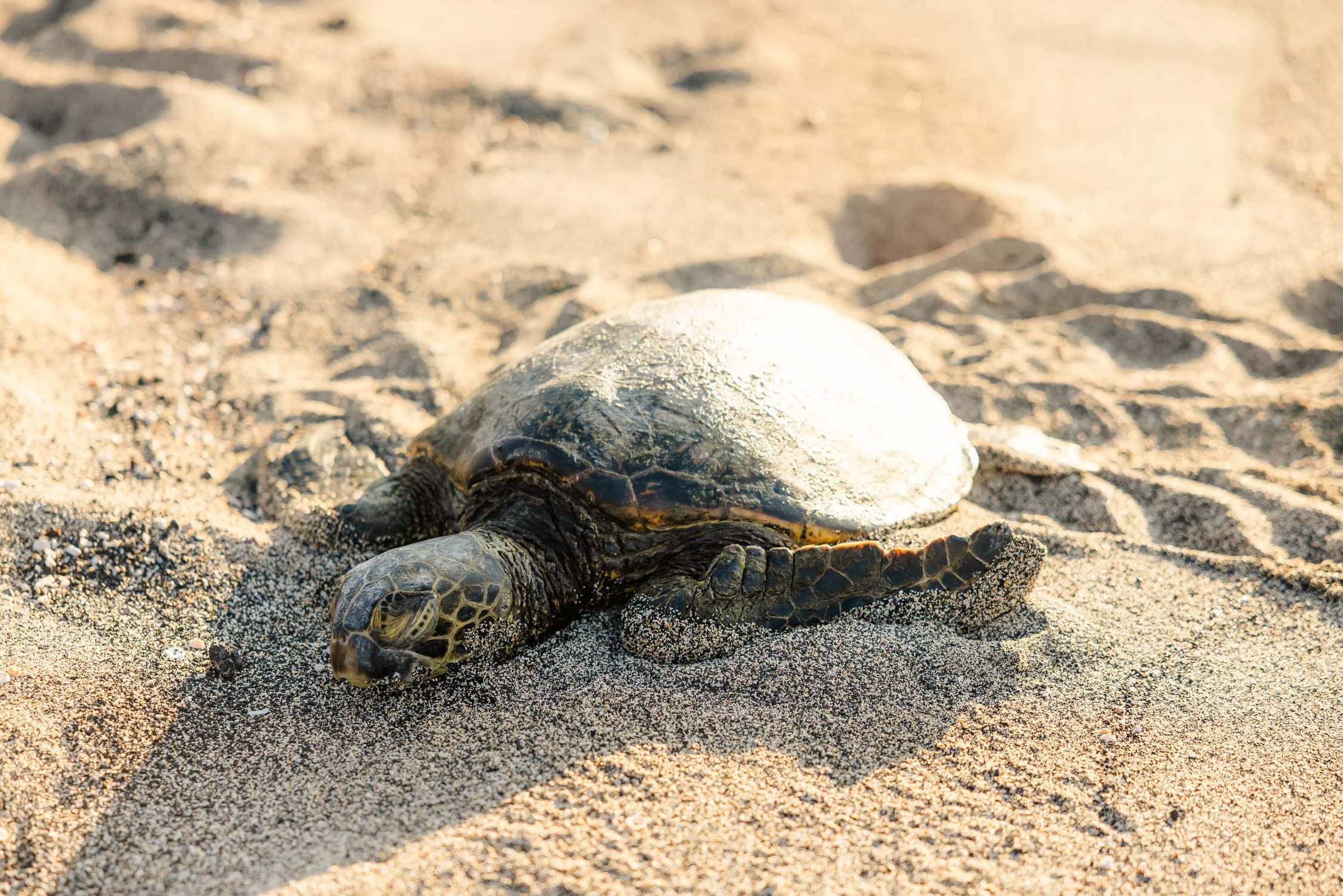 A green sea turtle, or honu, resting on the sand, photographed from a respectful distance.